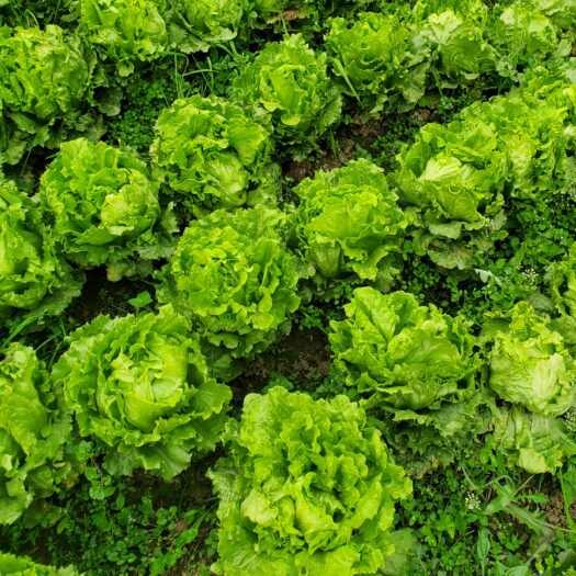 成都农家生菜种子蔬菜叶菜类生菜生吃凉拌甜沙拉菜农家自种生菜可留种
