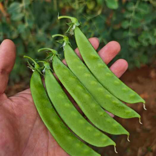 昆明荷兰豆全年有货基地直供