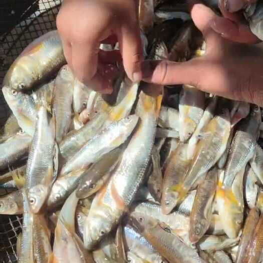 朝阳县辽宁朝阳新鲜马口鱼活鱼现捕水产批发零售
