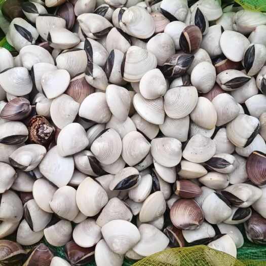 湛江海螺白螺