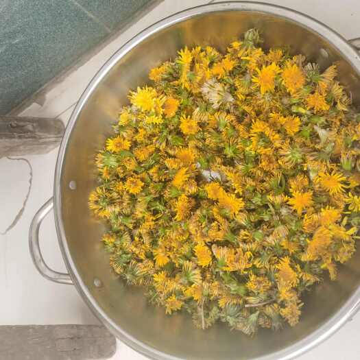山西晋城泽州县特产 散装蒲公英茶 自然健康饮品