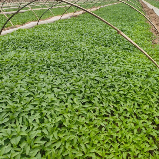 高辣辣椒苗、小米辣辣椒苗、大批量供货全国各地发货。
