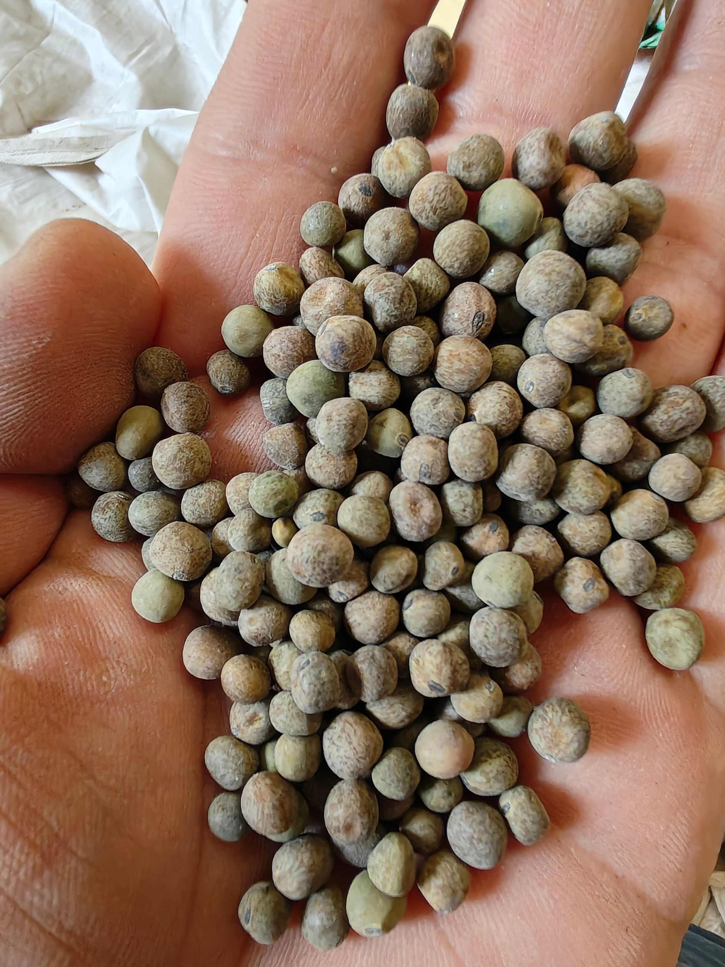 定西麻豌豆，酿酒粮，鸽子粮