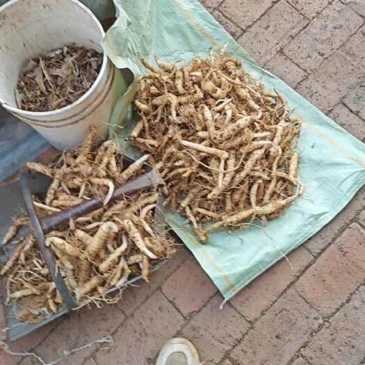 喀左县东北鸡头黄精，种植四年，家中种植，诚信售卖，需要联系我