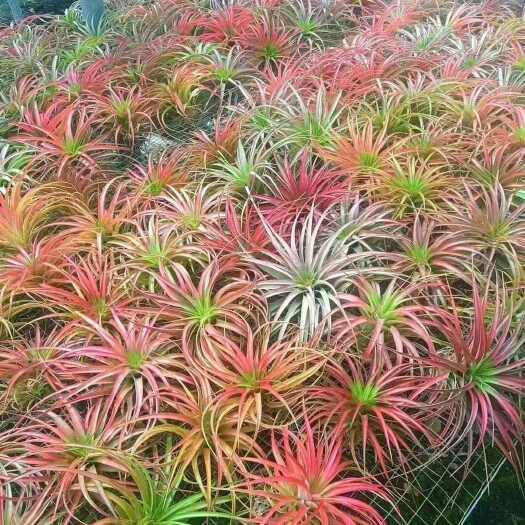 广州各类型空气草，精灵草，多肉