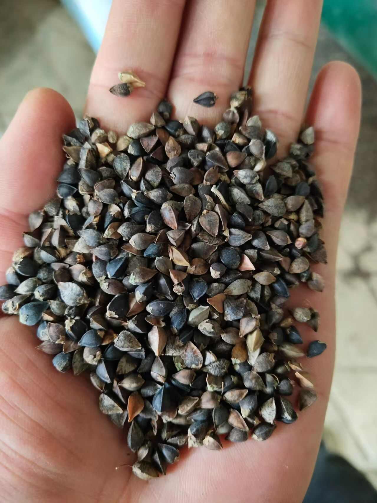 定西甜荞麦，杂粮，酿酒粮，宠物粮