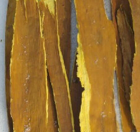 合江县黄柏