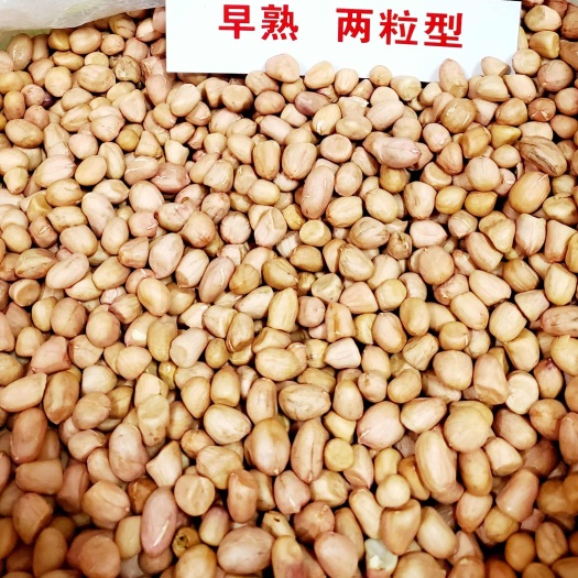 成都农家花生米种子当季新货新鲜大颗粒早熟花生米种籽人工精选可留种