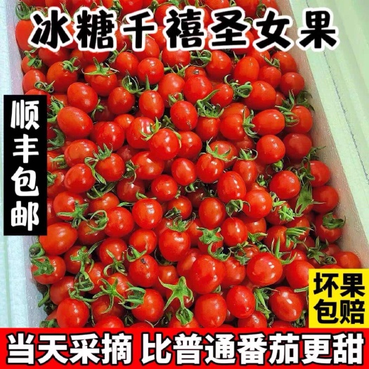 莘县山东釜山88玲珑小番茄千禧圣女果小番茄圣女果樱桃小番茄小柿子
