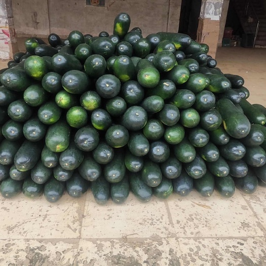 广西南宁，精品黑皮地冬瓜，大量供应，诚信经营