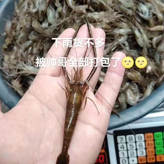 襄樊湖北襄阳新鲜青虾活虾批发源头供货现捕现发