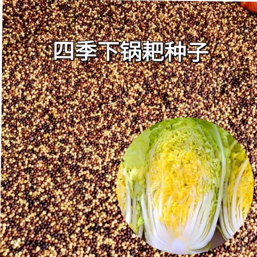 成都四川下锅耙种子黄心大白菜种籽四季种植夏季抗热抗病白菜蔬菜种籽
