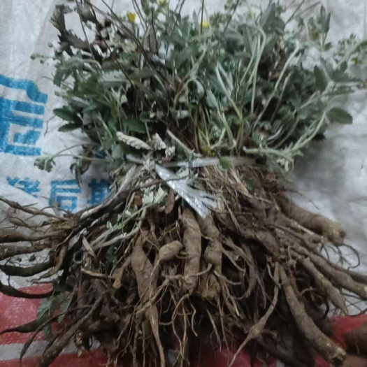 翻白草，鸡腿参，鸡爪参