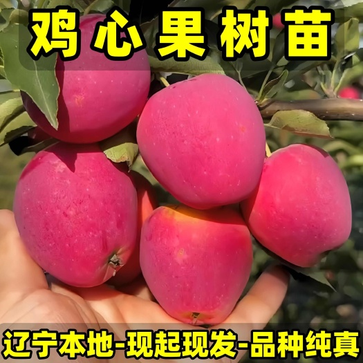 营口耐寒鸡心果树苗 品种纯真 基地现起现发货 成活率高 提供技术