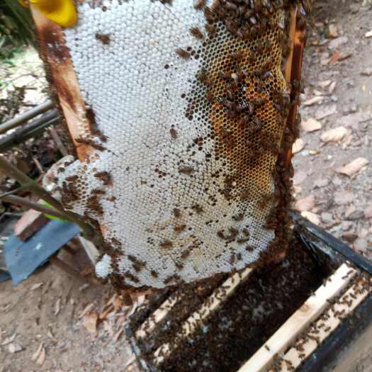 小蜜蜂，能带10脾强群，新种王，100公里内可以叫顺风车。