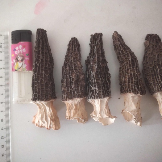 银川优质羊肚菌销售，一手货源，宁夏种植，个头大，品相好