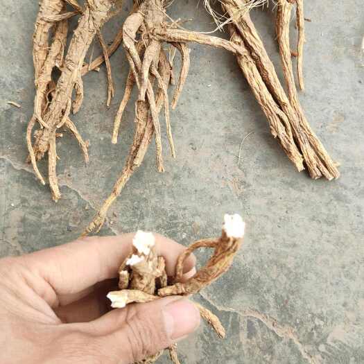 前胡，粉质切片前胡