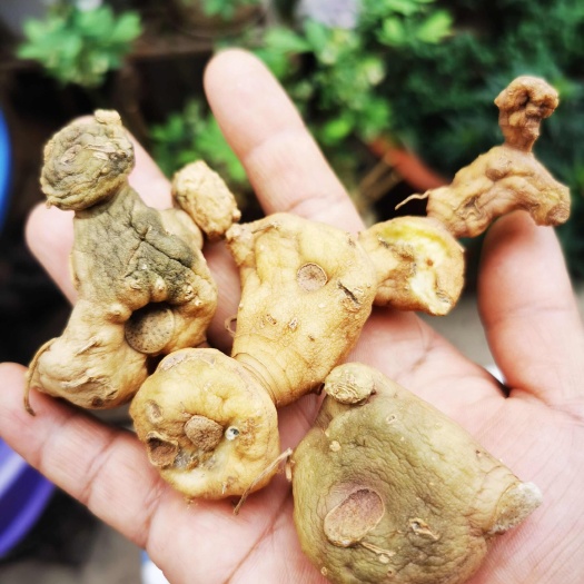 思茅黄精干坨、滇黄精干货