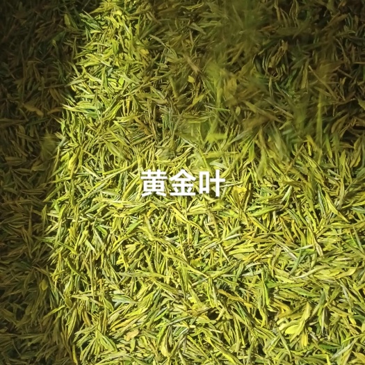 利川市恩施黄茶 散装食用农产品 湖北利川现摘现制 当年新茶