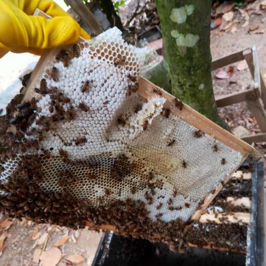 新种王，小蜜蜂能带10脾，100公里内可以叫顺风车。