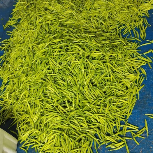 新泰市山东泰安新鲜七蕊黄花菜 干净可口 现摘现发