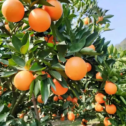 湖北秭归夏橙酸甜可口水分充足产地货源充足可供商超批发市场电商