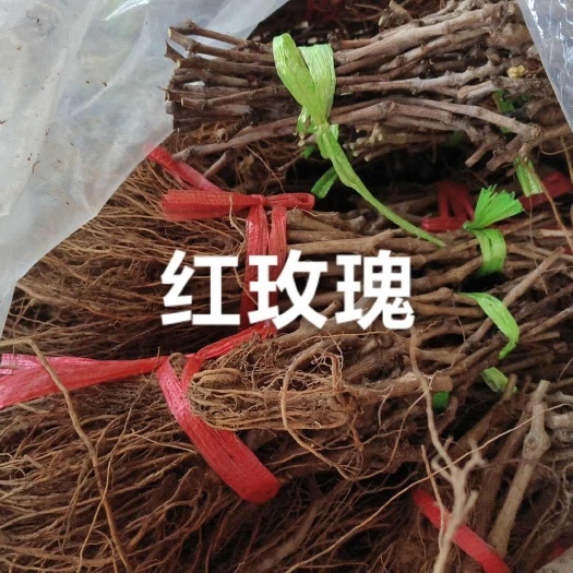 卢龙县混搭葡萄苗！