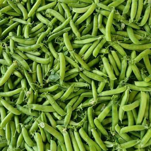 开封精品豌豆大量上市了需要老板提前联系