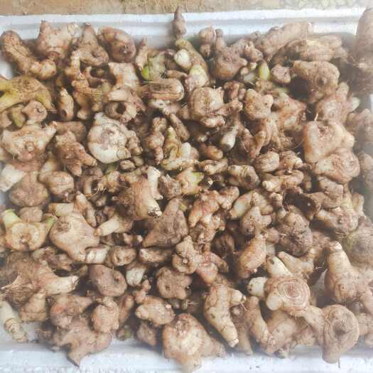 绥宁县白及，白芨，纯三角白及，大山深处的三叉白岌