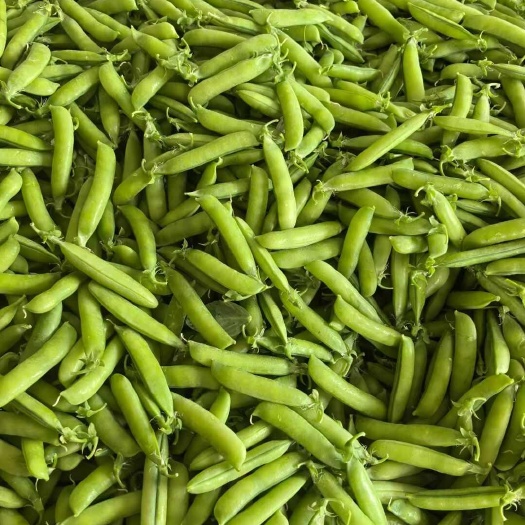 豌豆大量上市诚信经营代发全国