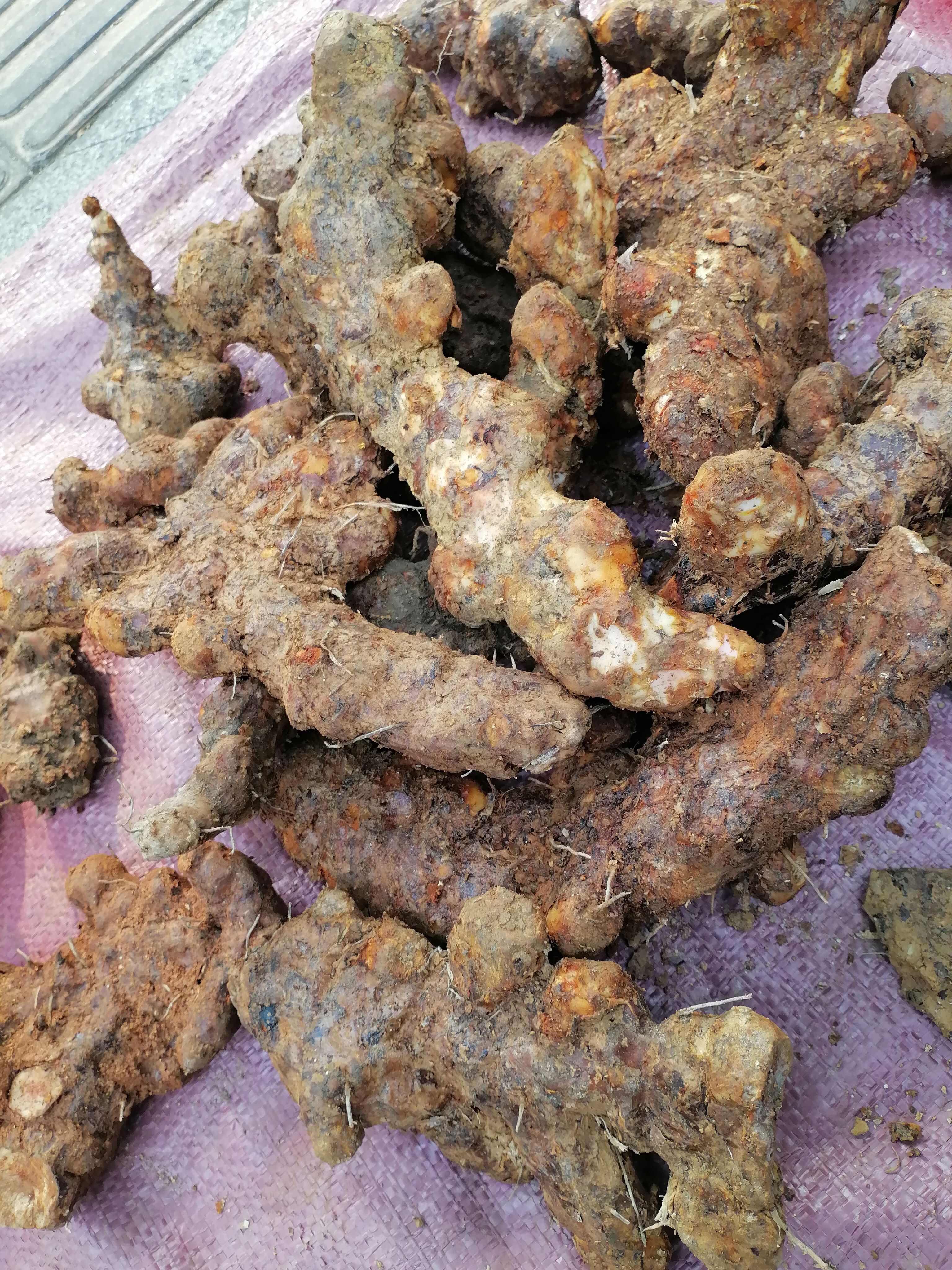 土茯苓，土茯苓，本地新鲜土茯苓，粉质白肉