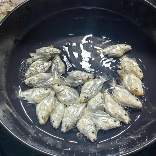 汕头白色球体蝴蝶鲤