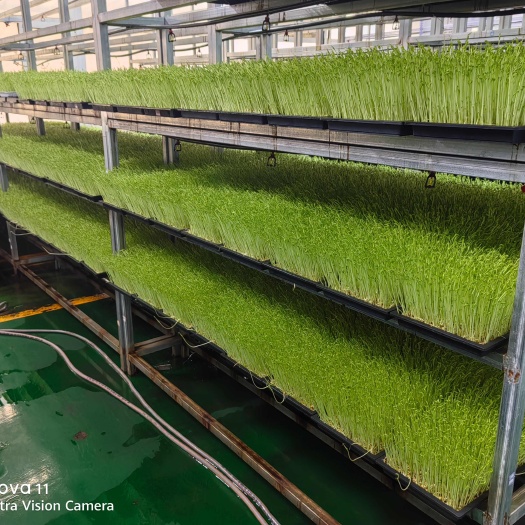 朝阳新鲜豌豆苗 朝阳市龙城区直发 高品质0️⃣添加蔬菜芽苗