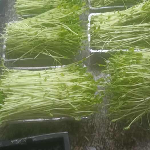 海安市丰富的蛋白质纤维素和钙等矿物质维生素，有助消化，止泻