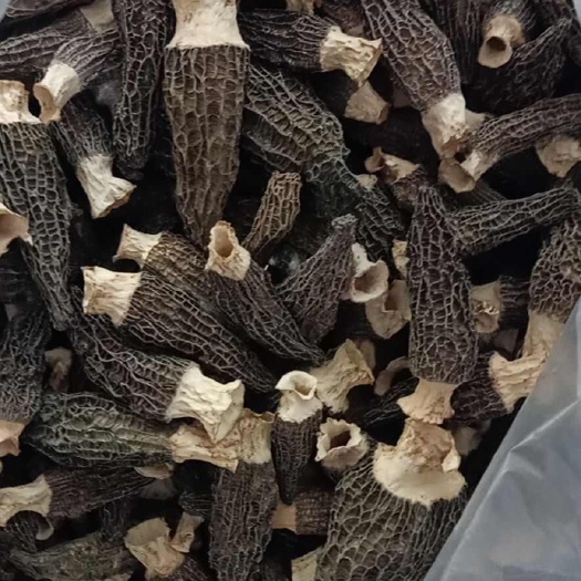 柏乡县羊肚菌大个