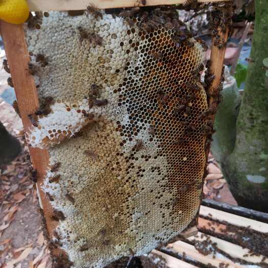 小蜜蜂，新种王，能带10脾，100公里内可以叫顺风车。