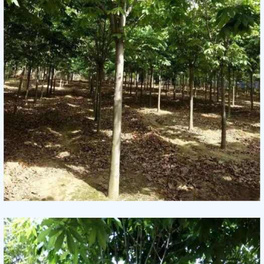 扶风县5亩七叶树，15-20公分