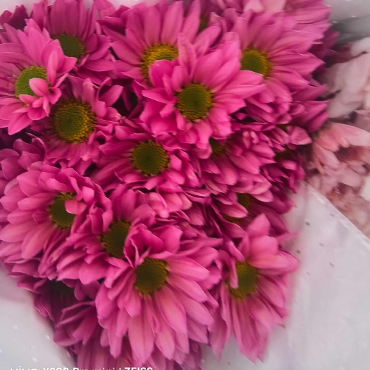 新沂市江苏徐州新沂优质雏菊苗木 品质花卉基地直供