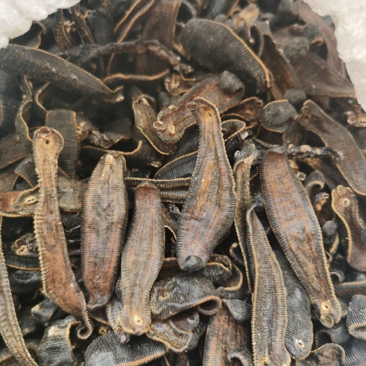 宿州宽体金边蚂蝗水蛭清水吊干