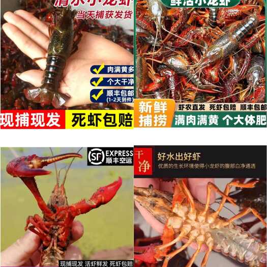 洪湖市小龙虾
