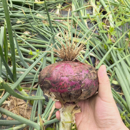 昆明紫皮洋葱