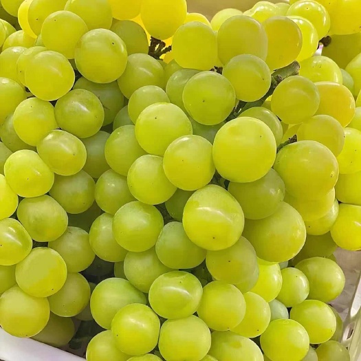 新鲜当季奶油味孕妇多汁甜批发价原产地直直发