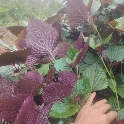 南宁新鲜紫苏