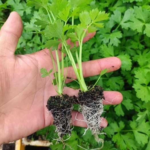 通海县云南玉溪通海西芹苗新鲜蔬菜种苗基地直供