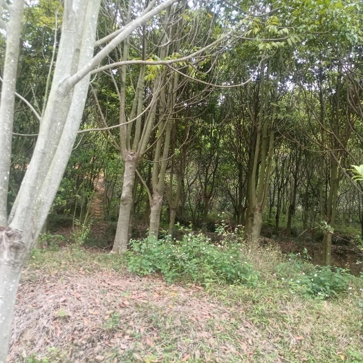 台山市风景树处理，