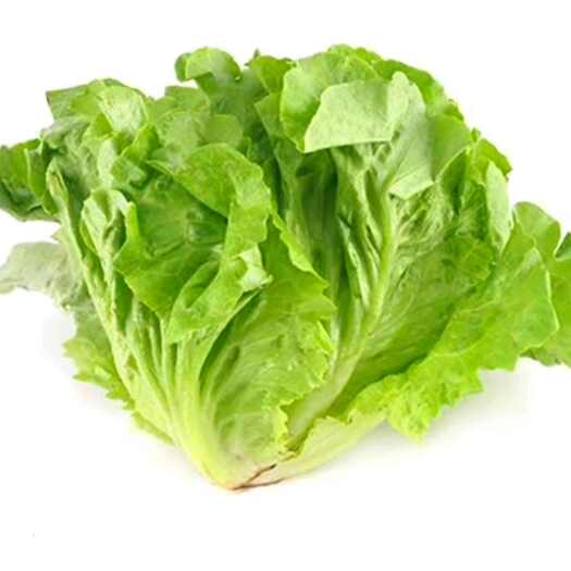 肇庆生鲜农家生菜