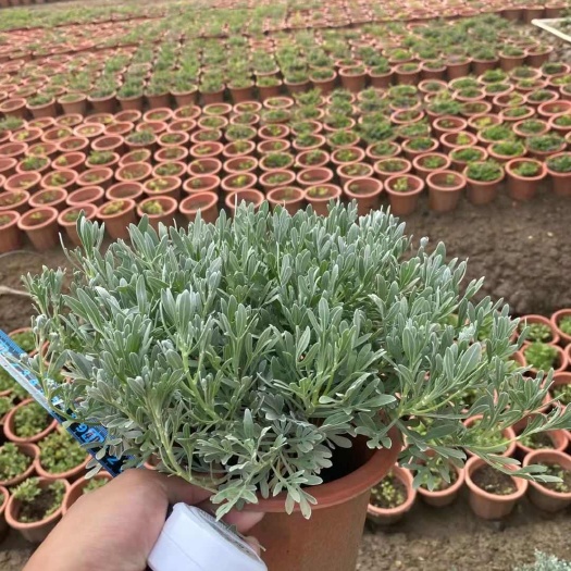 精品芙蓉菊盆苗 基地自产自销