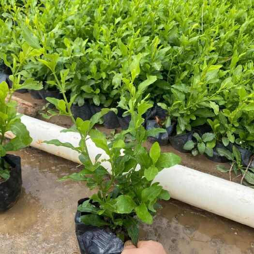 广州精品蓝雪花 基地自产自销