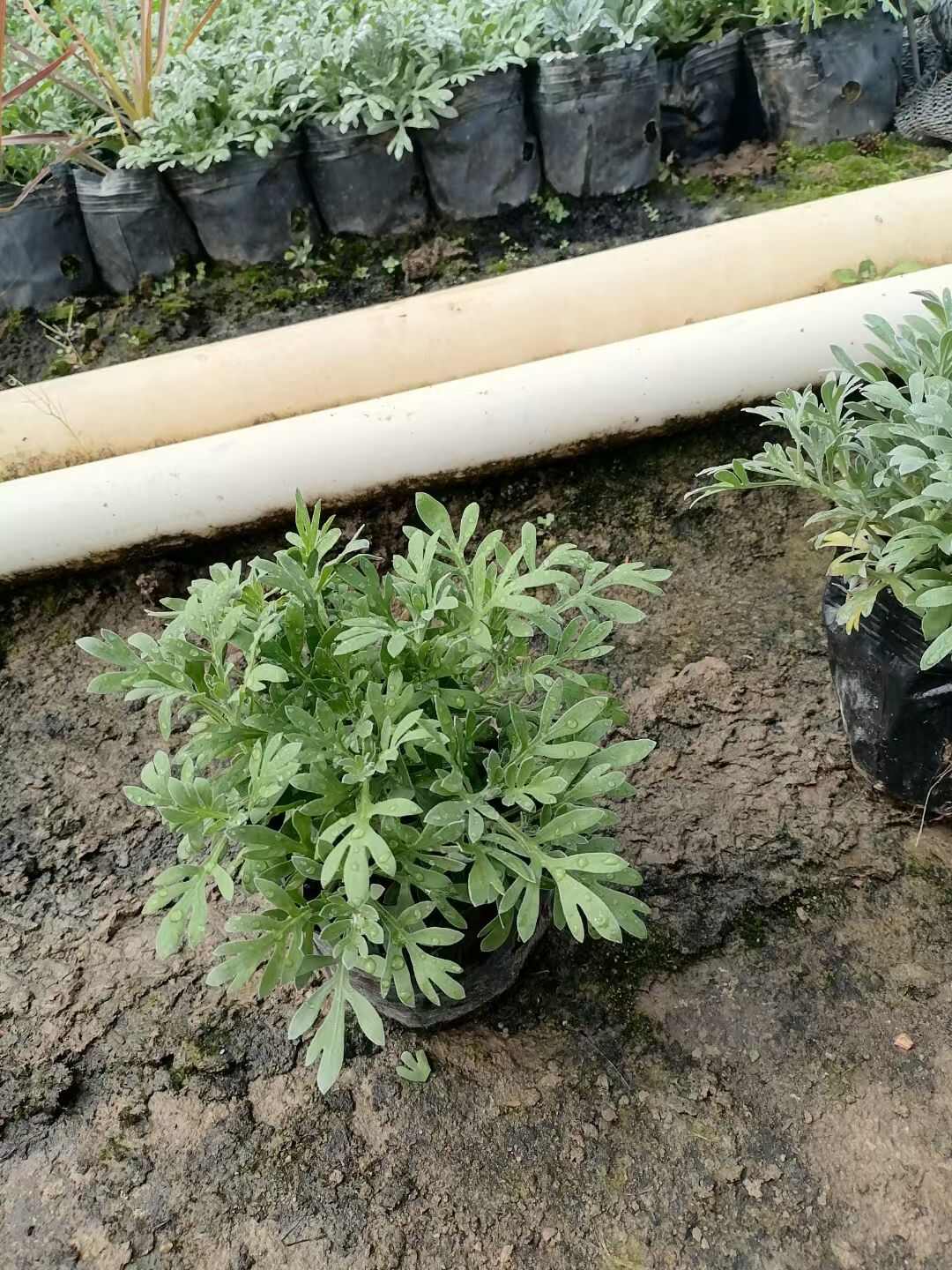 精品芙蓉菊 基地自产自销