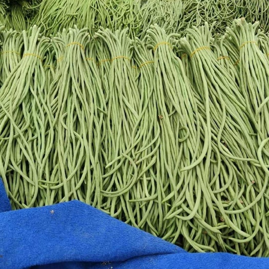 宿州豆角青条，豆角青白条豆角，一手货源产地直供，诚信经营，大量有